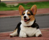 柯基犬,可爱与活力并存的理想家庭宠物