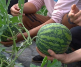 地区吃瓜网,吃瓜网带你领略各地特色美食文化