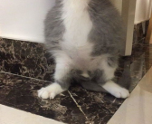 猫传腹是什么病,猫咪致命性疾病的揭秘与防治