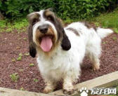 迷你贝吉格里芬凡丁犬,快乐一族的独特魅力与养护指南”