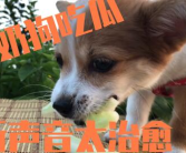 娱乐吃瓜酱送小狗视频,温馨瞬间感动网友